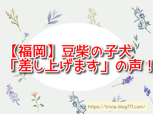 【福岡】豆柴の子犬「差し上げます」の声！里親募集や譲渡会の場所も紹介