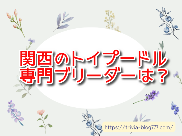 関西のトイプードル専門ブリーダーで信頼できるのは？評判も調べてみた